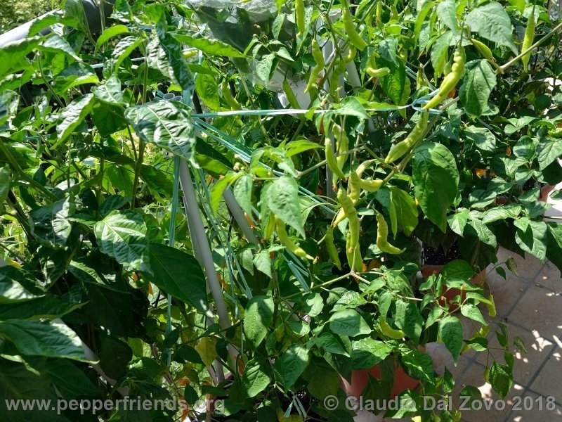 aji-melocoton_001_aji-melocoton_001_pianta_13.jpg