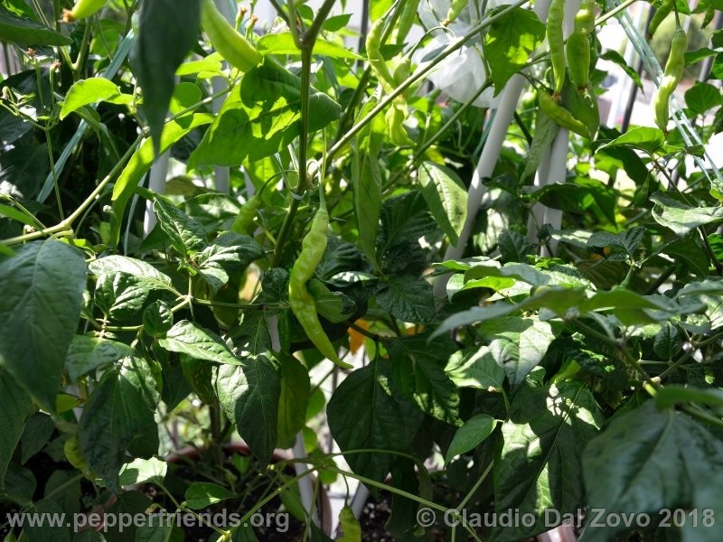 aji-melocoton_001_aji-melocoton_001_pianta_14.jpg