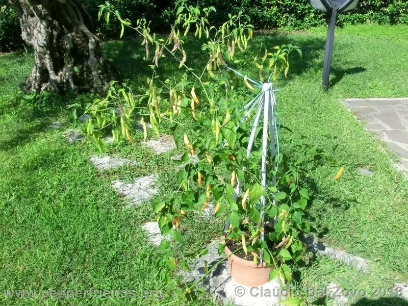 aji-melocoton_001_aji-melocoton_001_pianta_16.jpg