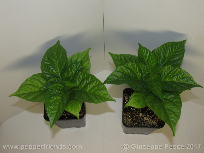 aji-mochero_001_pianta_05.jpg