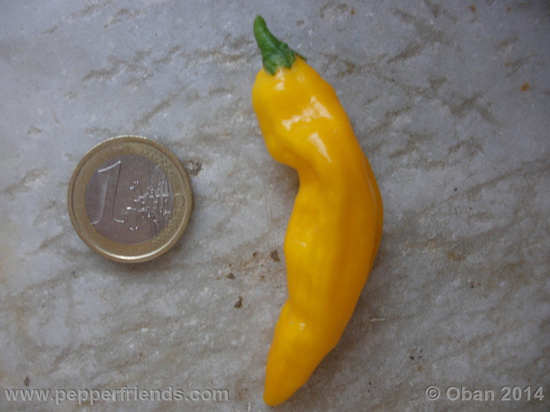 aji-mochero_002_frutto_003.JPG.48cc098051ae89daf2384e00c0b25077.JPG