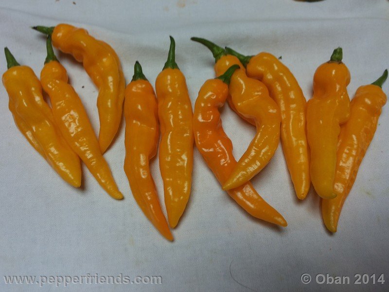 aji-mochero_002_frutto_005.jpg