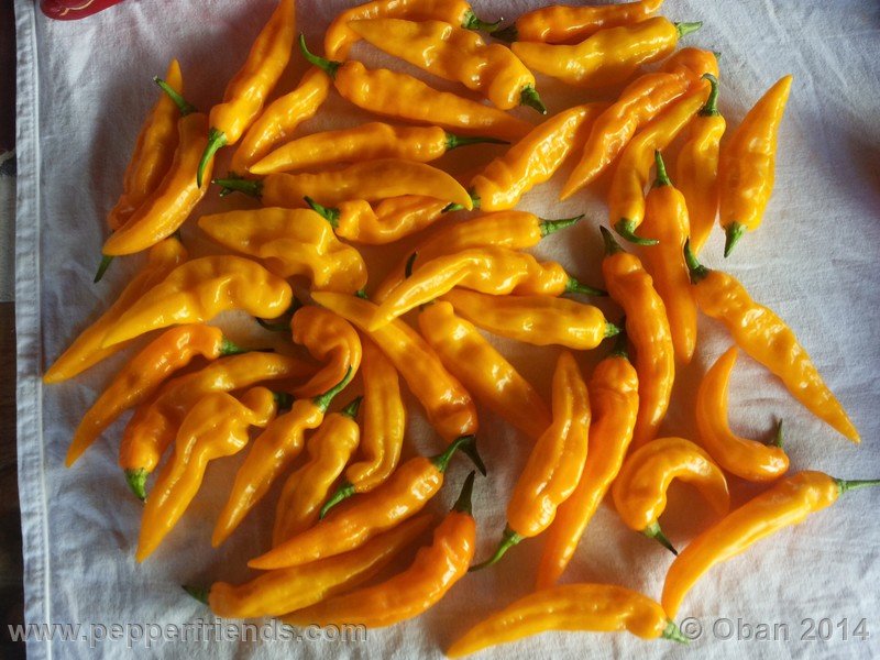 aji-mochero_002_frutto_006.jpg