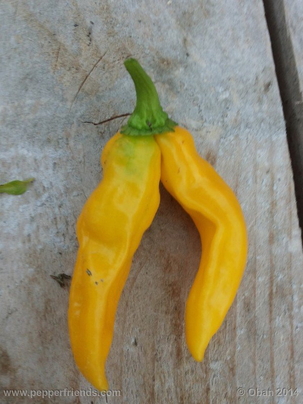 aji-mochero_002_frutto_009.jpg