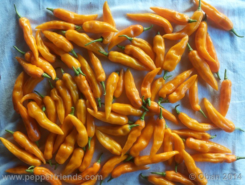 aji-mochero_002_frutto_010.jpg