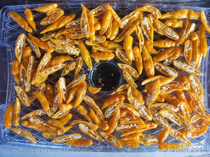 aji-mochero_002_frutto_011.jpg