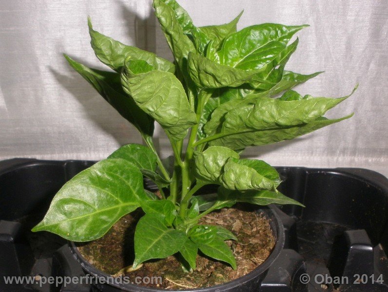 aji-mochero_002_pianta_001.JPG.f48d9e141f8f5af76ffde1ec10eeaadf.JPG