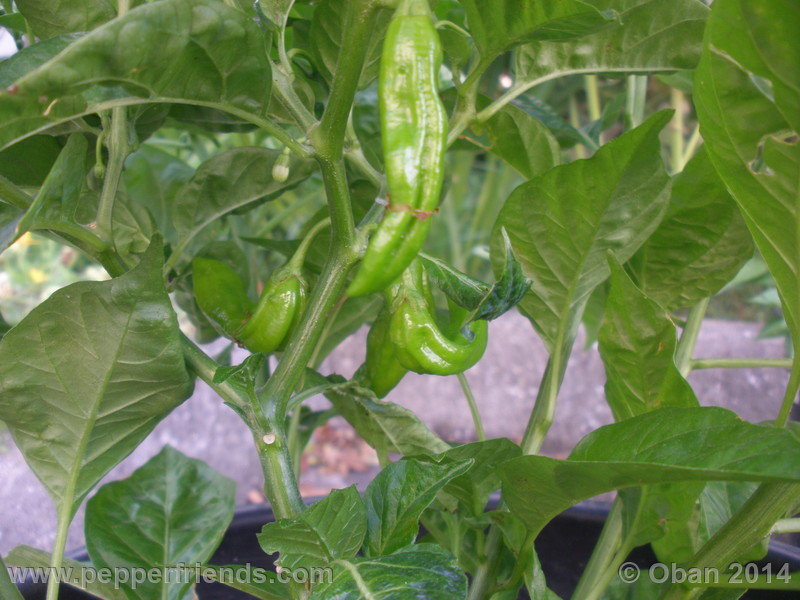 aji-mochero_002_pianta_004.JPG.2c82341eacff30b3ddc1ff4205e5af55.JPG