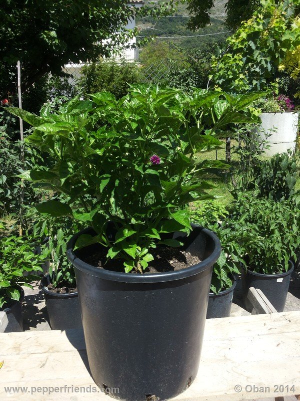aji-mochero_002_pianta_005.jpg