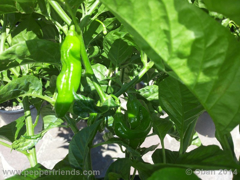 aji-mochero_002_pianta_007.jpg