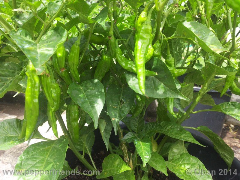 aji-mochero_002_pianta_008.jpg