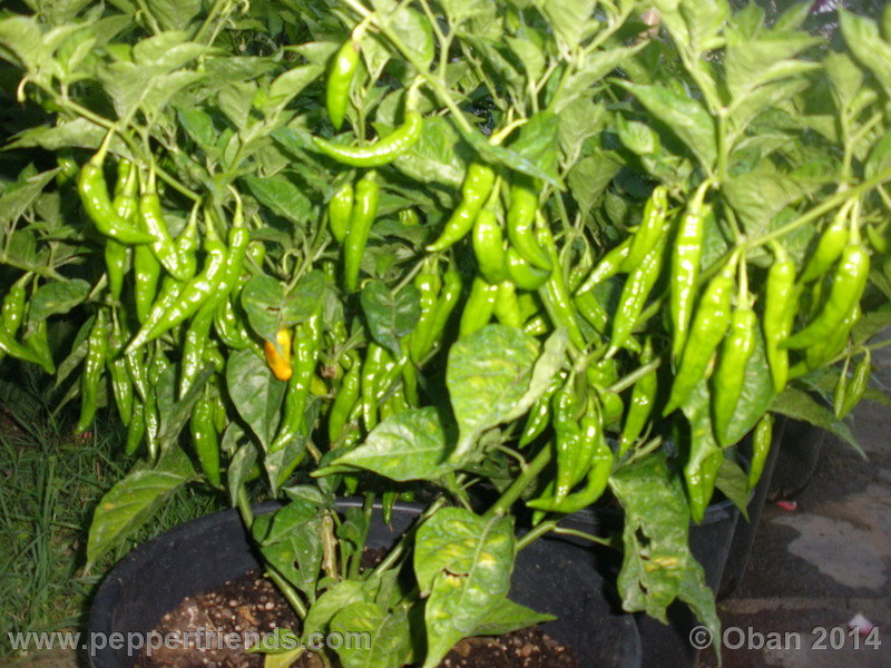 aji-mochero_002_pianta_011.JPG.3d3440ac421d6763f1e142fe6d32439b.JPG