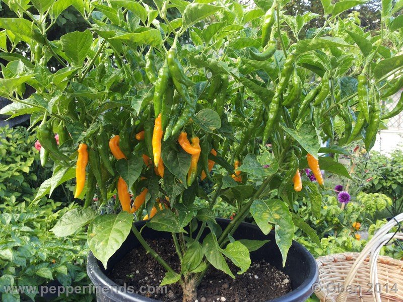 aji-mochero_002_pianta_013.jpg