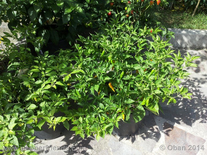 aji-mochero_002_pianta_014.jpg