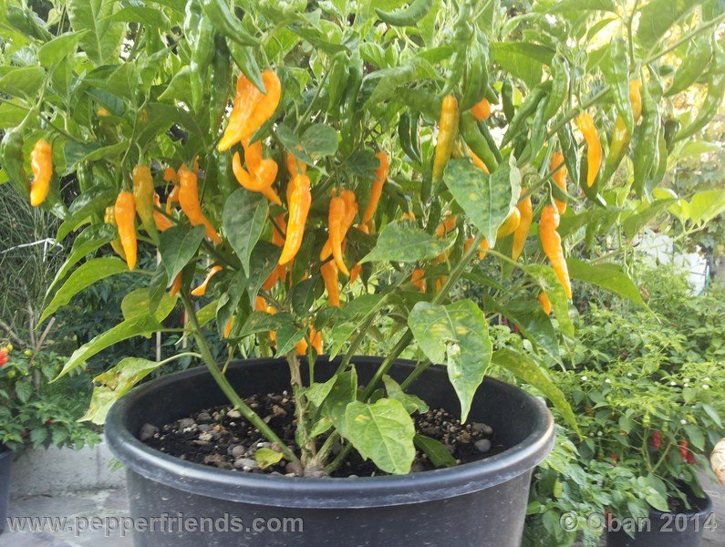 aji-mochero_002_pianta_015.jpg