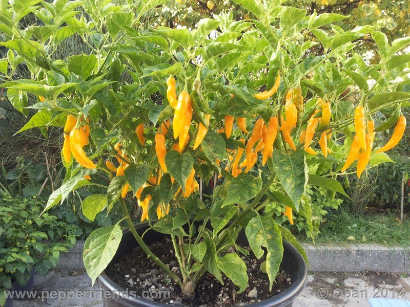 aji-mochero_002_pianta_017.jpg