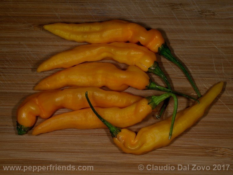 Aji Mochero