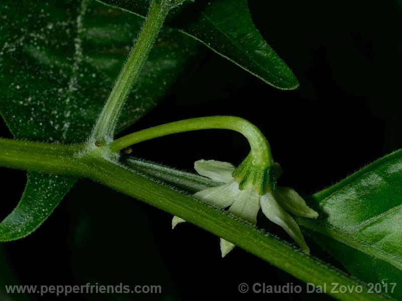 aji-mochero_003_fiore_03.jpg