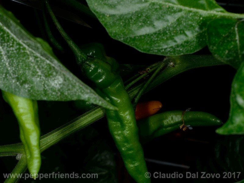 aji-mochero_003_frutto_04.jpg