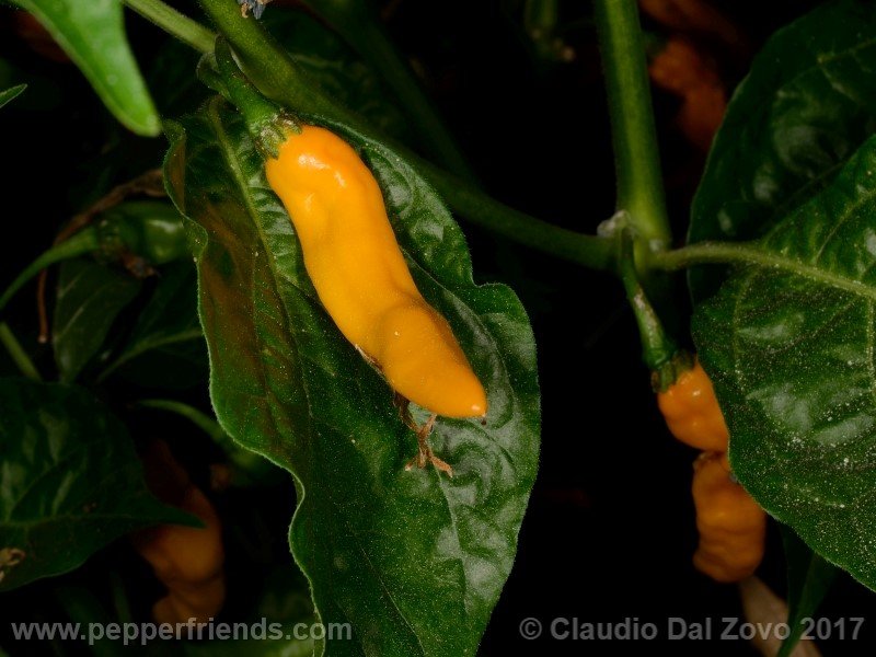 aji-mochero_003_frutto_05.jpg