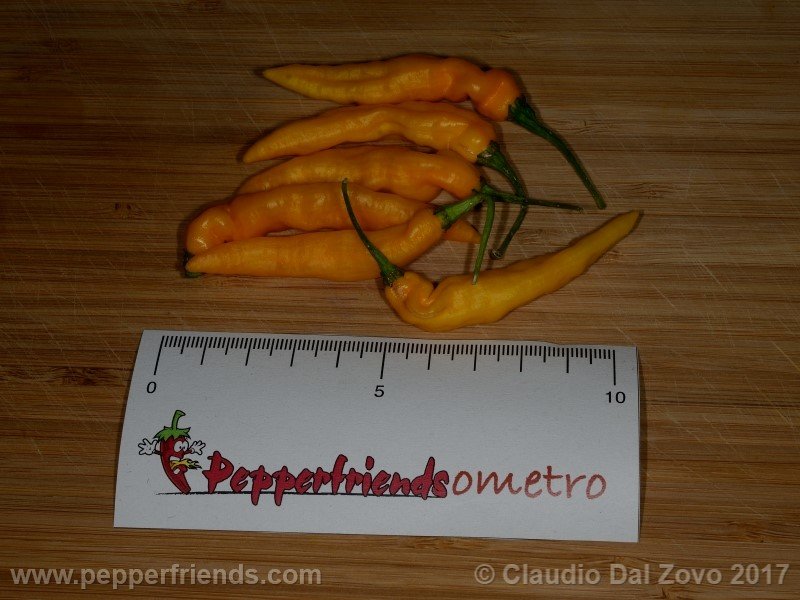 aji-mochero_003_frutto_09.jpg