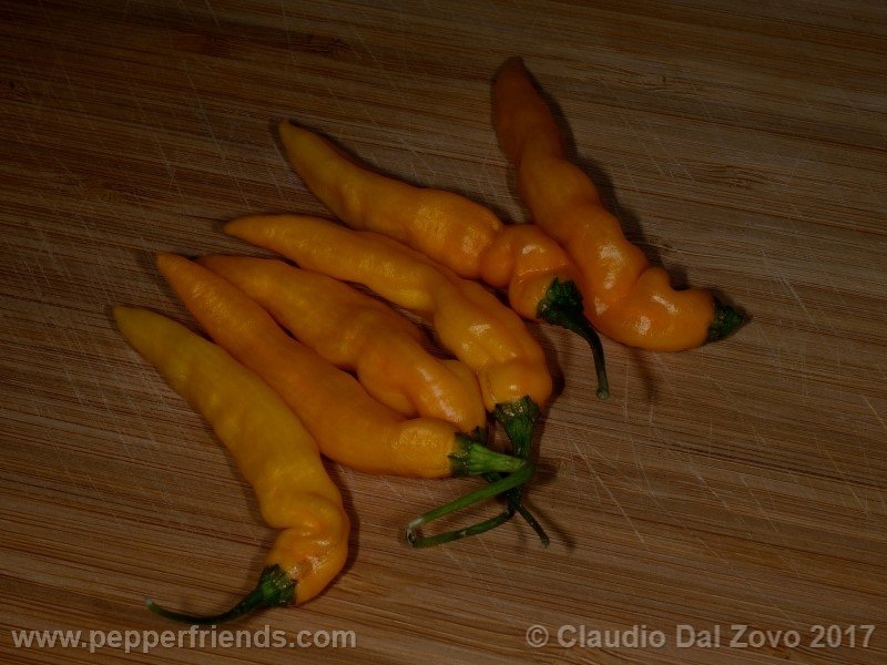 aji-mochero_003_frutto_11.jpg