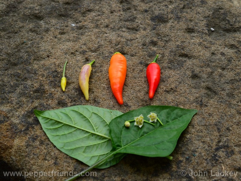 https://www.pepperfriends.org/uploads/aji-omnicolor/001/aji-omnicolor_001_frutto_03.jpg