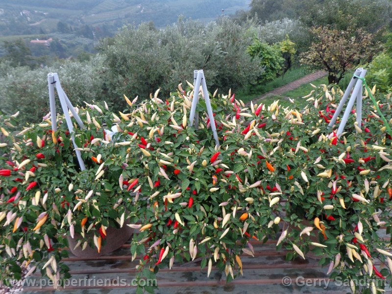 aji-omnicolor_002_pianta_02.jpg