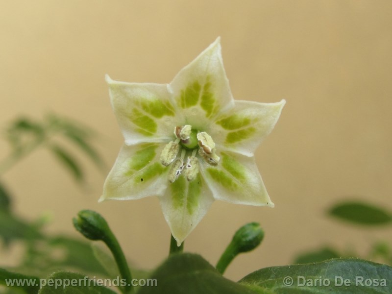 aji-pineapple_001_fiore_01.jpg