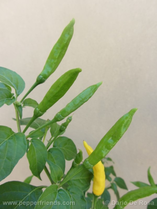 aji-pineapple_001_frutto_03.jpg