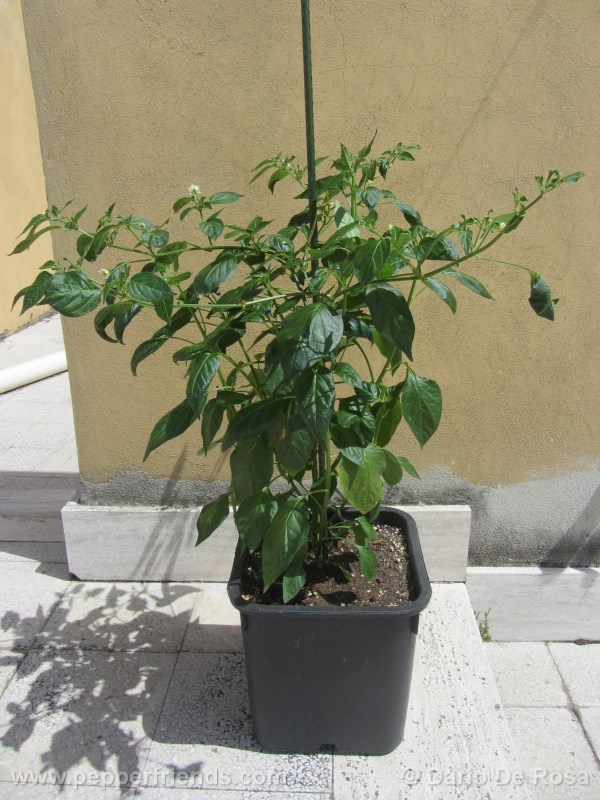 aji-pineapple_001_pianta_05.jpg