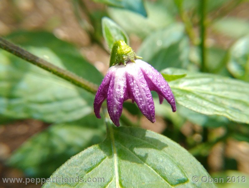 aji-rocoto-pi-355812_001_fiore_01.jpg