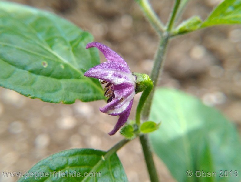 aji-rocoto-pi-355812_001_fiore_02.jpg