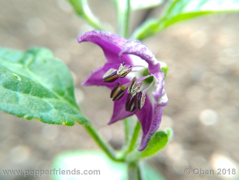 aji-rocoto-pi-355812_001_fiore_03.jpg