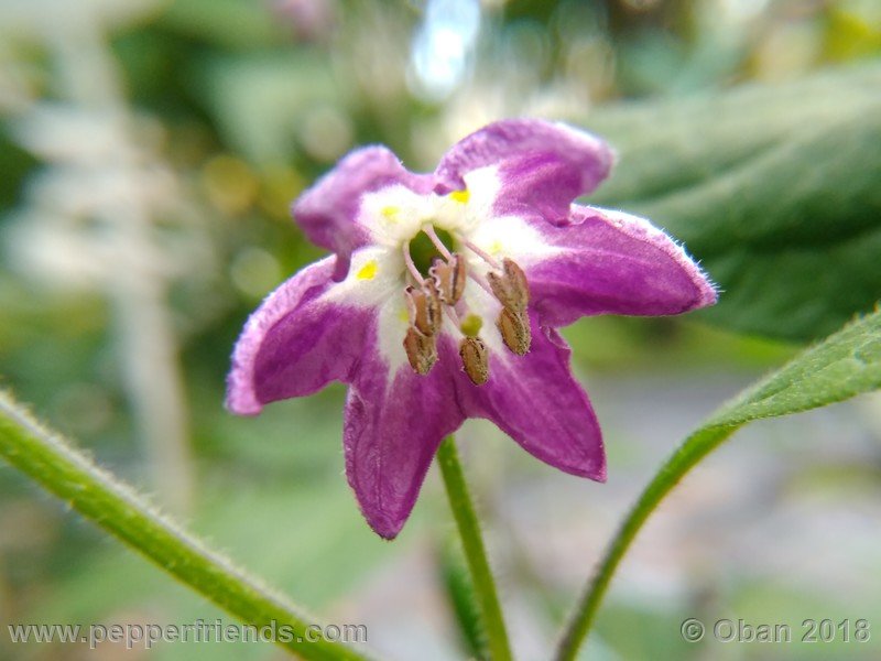 aji-rocoto-pi-355812_001_fiore_05.jpg