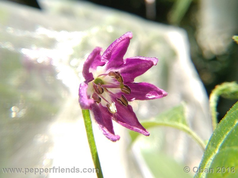 aji-rocoto-pi-355812_001_fiore_06.jpg