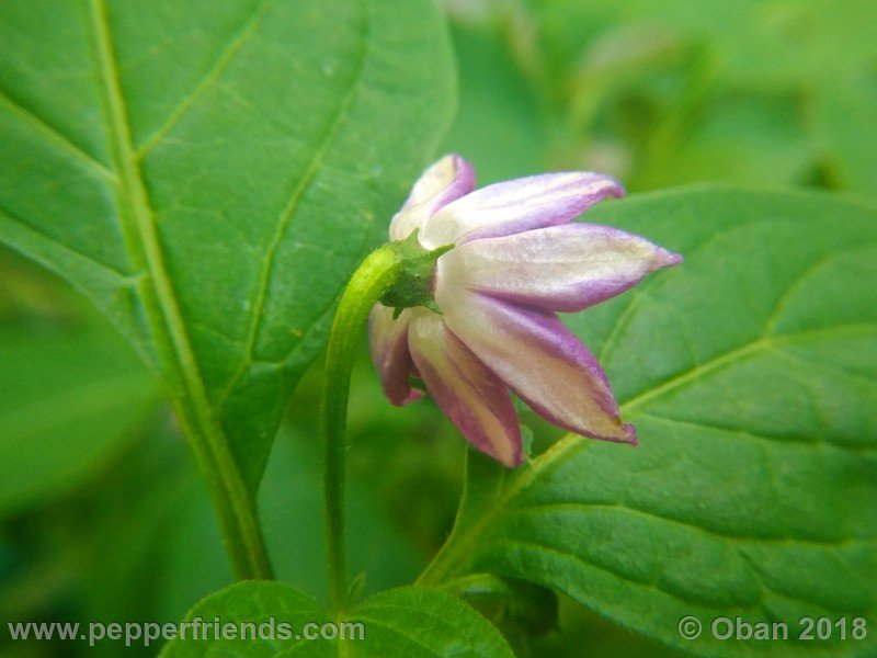 aji-rocoto-pi-355812_001_fiore_07.jpg