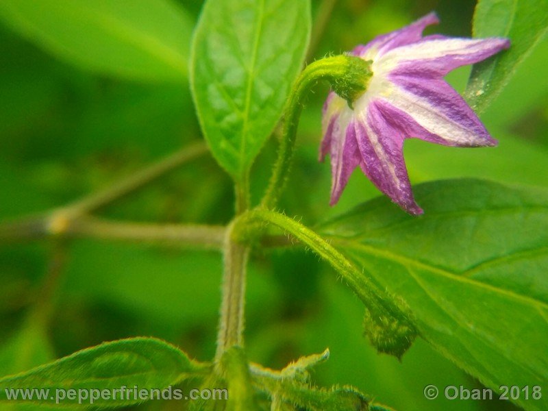 aji-rocoto-pi-355812_001_fiore_08.jpg