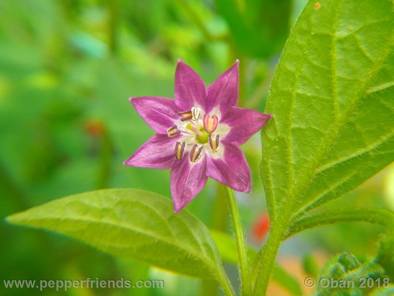 aji-rocoto-pi-355812_001_fiore_09.jpg