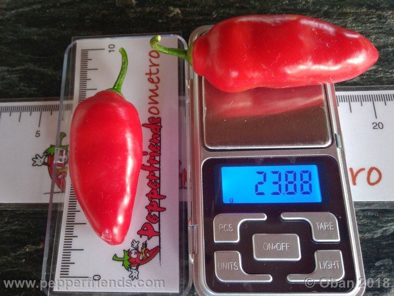 aji-rocoto-pi-355812_001_frutto_03.jpg