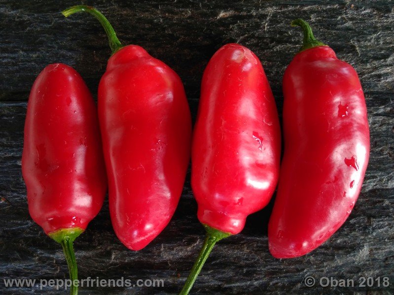 https://www.pepperfriends.org/uploads/aji-rocoto-pi-355812/001/aji-rocoto-pi-355812_001_frutto_06.jpg