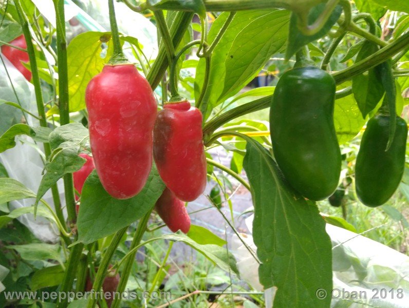 aji-rocoto-pi-355812_001_frutto_07.jpg