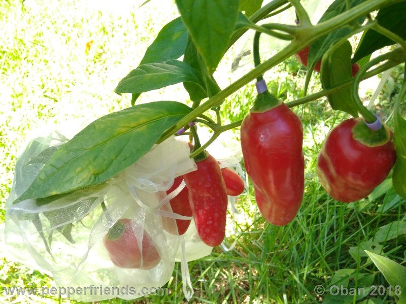 aji-rocoto-pi-355812_001_frutto_11.jpg