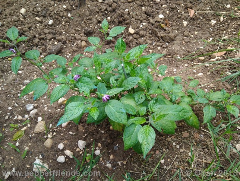 aji-rocoto-pi-355812_001_pianta_07.jpg