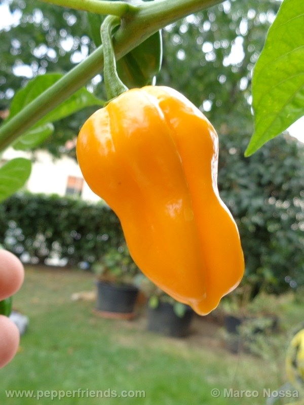 aji-umba_001_frutto_01.jpg