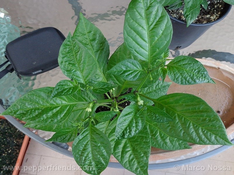 aji-umba_001_pianta_04.jpg