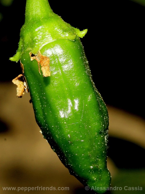 aji-verde_001_frutto_02.jpg