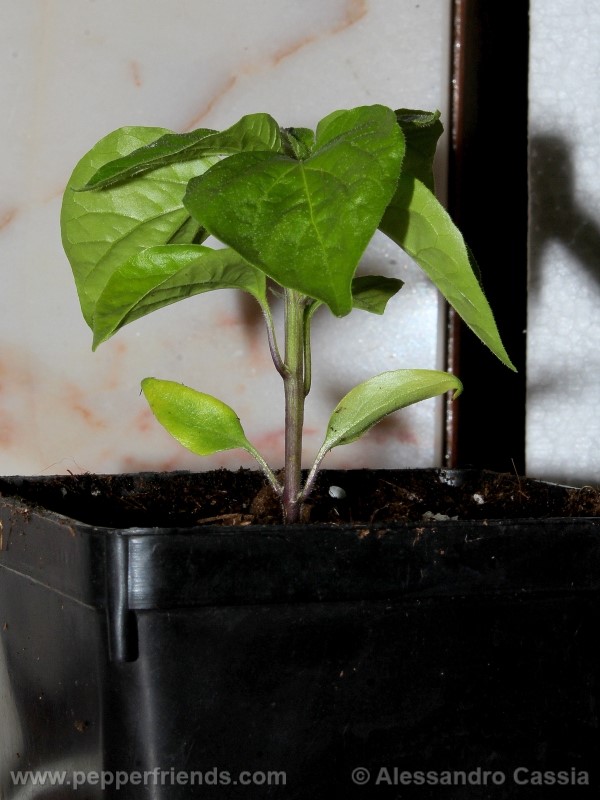 aji-verde_001_pianta_03.jpg