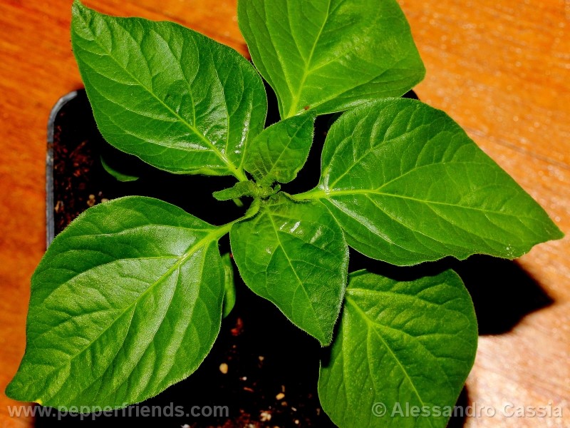 aji-verde_001_pianta_05.jpg