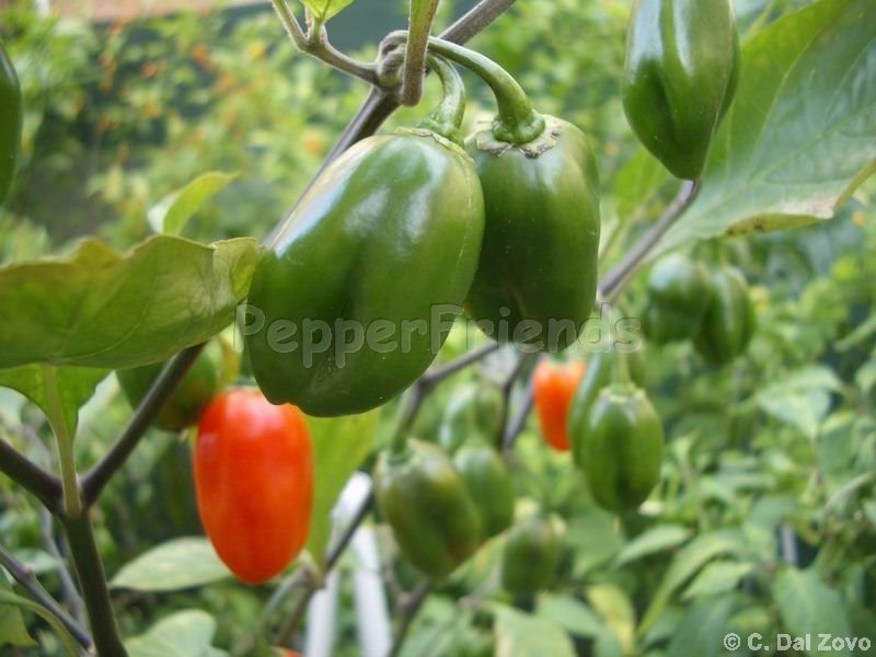 https://www.pepperfriends.org/uploads/amazon-chile-roma/001/amazon-chile-roma_001_frutto_01.jpg